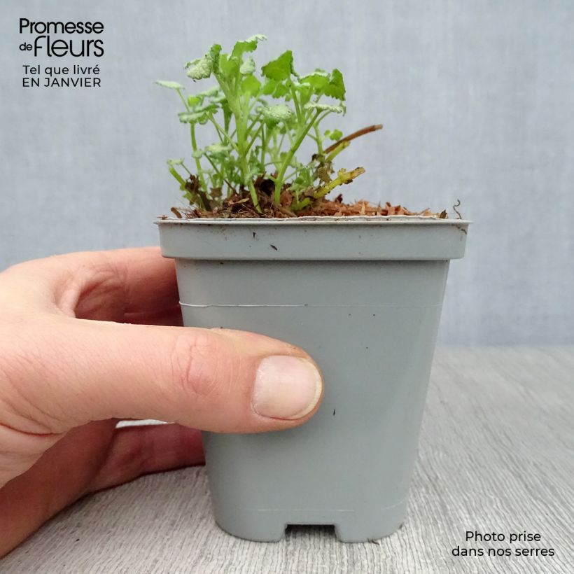 Lamium maculatum Pink Pewter - Spotted Deadnettle 8/9 cm pot sample as delivered in winter