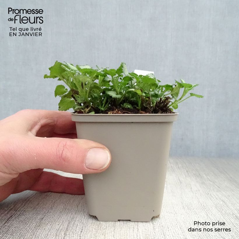 Example of Lamium maculatum Purple Dragon - Spotted Deadnettle 8/9 cm pot as you get in hiver