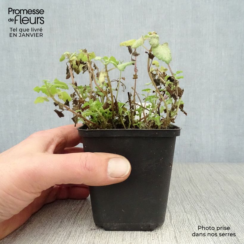 Lamium maculatum Red Nancy - Spotted Deadnettle 8/9 cm pot sample as delivered in winter