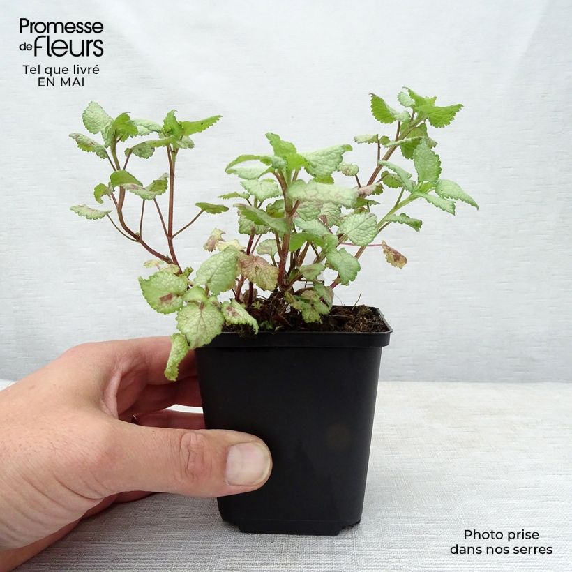 Lamium maculatum Red Nancy - Spotted Deadnettle 8/9 cm pot sample as delivered in spring