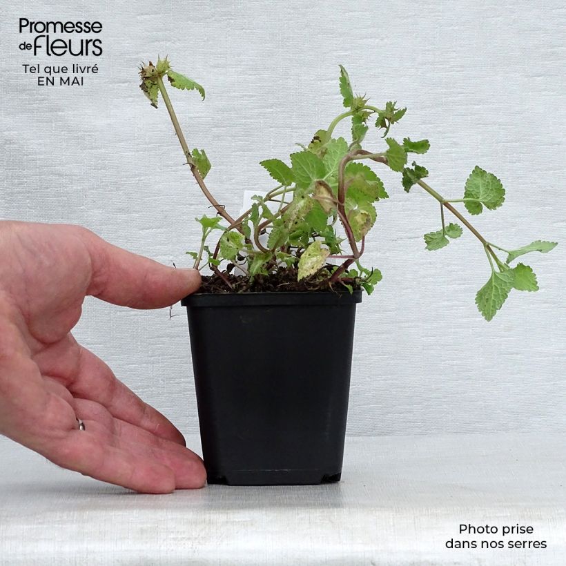 Lamium maculatum Roseum - Spotted Deadnettle 8/9 cm pot sample as delivered in spring