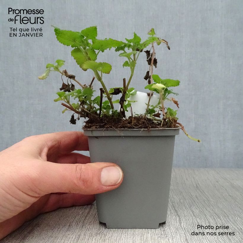 Lamium maculatum Roseum - Spotted Deadnettle 8/9 cm pot sample as delivered in winter