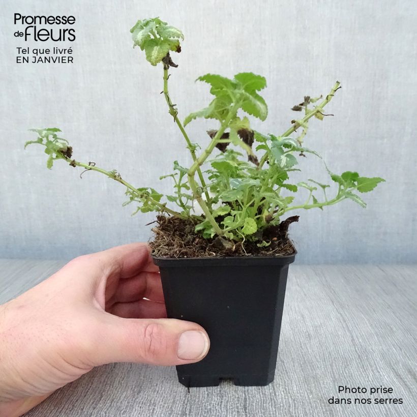 Lamium maculatum Shell Pink - Spotted Deadnettle 8/9 cm pot sample as delivered in winter