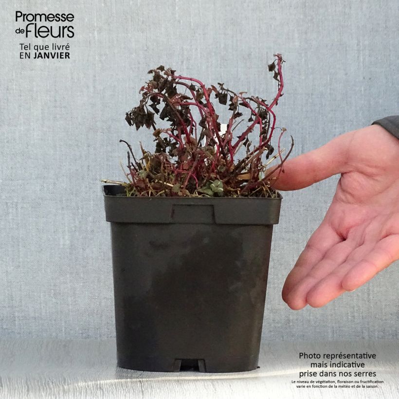 Lamium maculatum Shell Pink - Spotted Deadnettle 2L/3L pot sample as delivered in winter