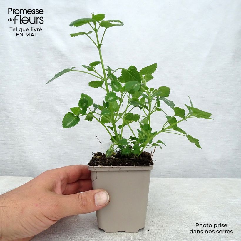 Lamium maculatum Shell Pink - Spotted Deadnettle 8/9 cm pot sample as delivered in spring