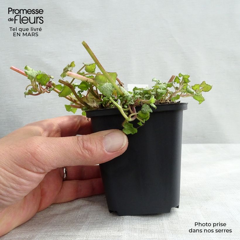 Lamium maculatum Silver Sterling - Spotted Deadnettle 8/9 cm pot sample as delivered in spring