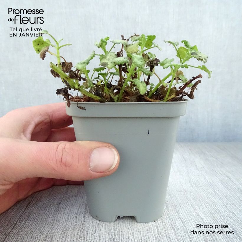 Lamium maculatum White Nancy - Spotted Deadnettle 8/9 cm pot sample as delivered in winter