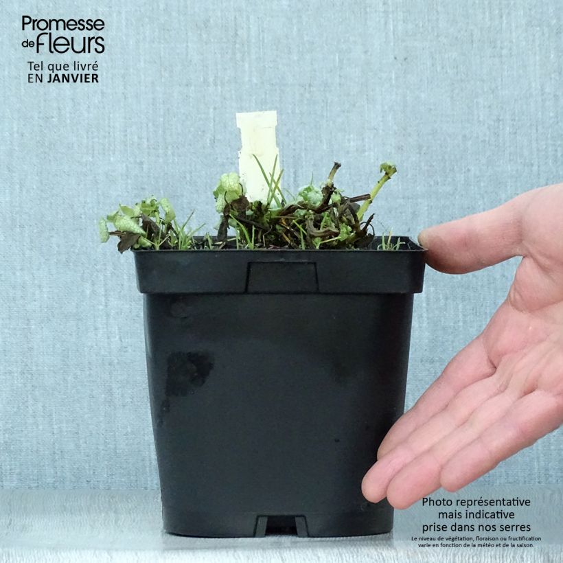Lamium maculatum White Nancy - Spotted Deadnettle 2L/3L pot sample as delivered in winter