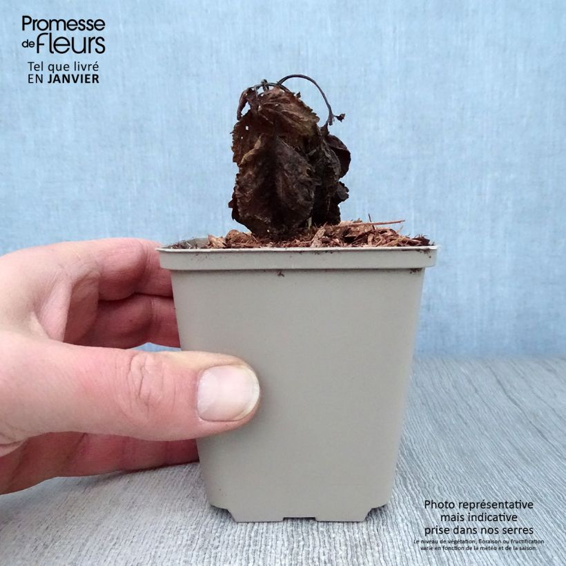 Example of Lamium orvala Album 8/9 cm pot as you get in hiver