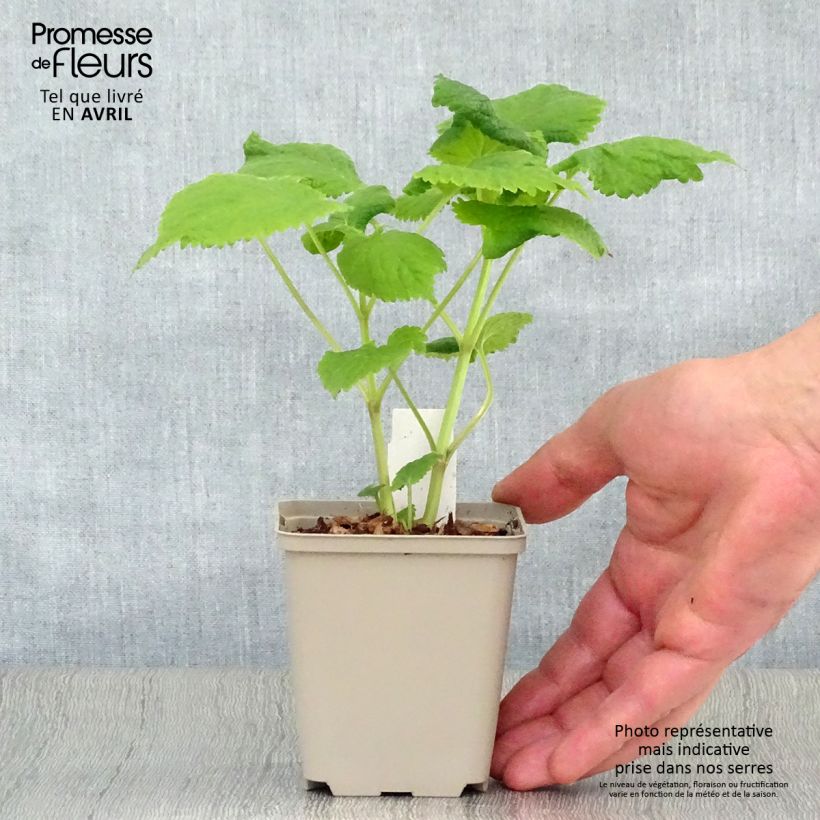 Lamium orvala Album 8/9 cm pot sample as delivered in spring