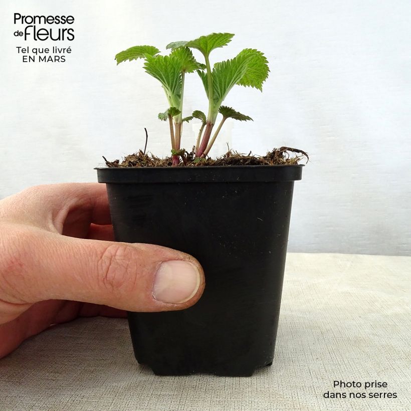 Lamium orvala 8/9 cm pot sample as delivered in spring