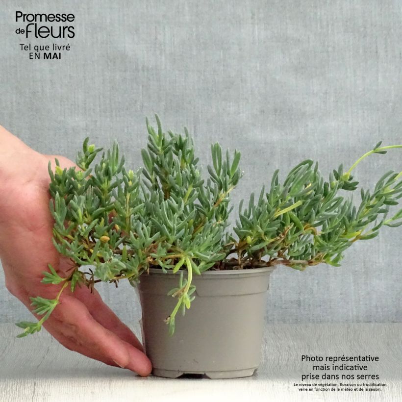 Lampranthus aurantiacus Pink Flowers 8/9 cm pot sample as delivered in spring