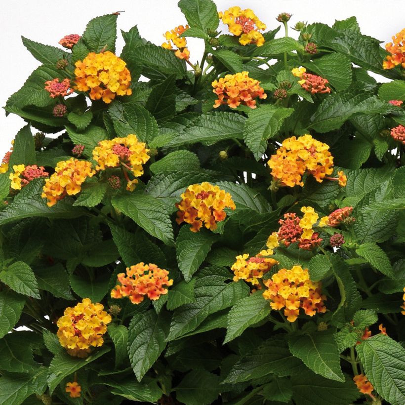 Lantana camara Bloomify Orange - - West Indian Lantana (Flowering)
