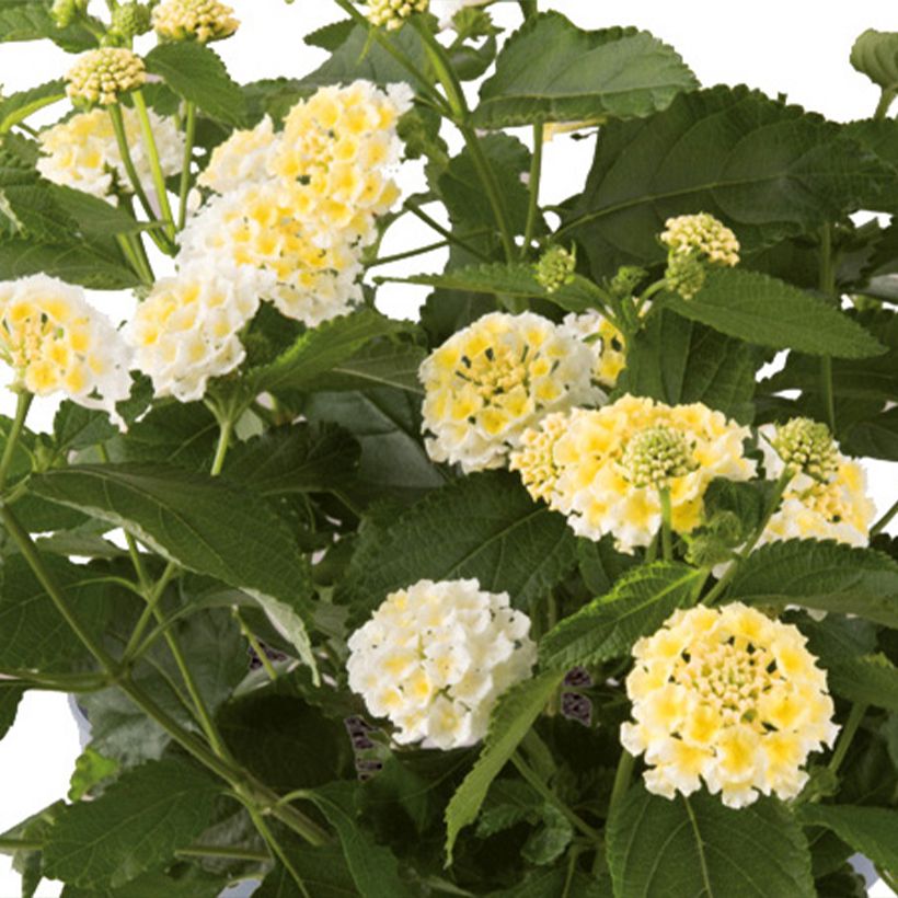 Lantana camara Bloomify White - - West Indian Lantana (Flowering)