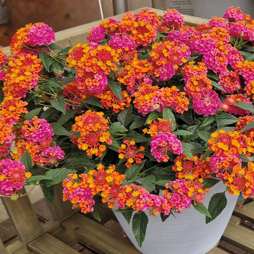 Lantana camara PassionFruit ('Ballanpaf') - Common Lantana, Spanish Flag, West Indian Lantana (Plant habit)