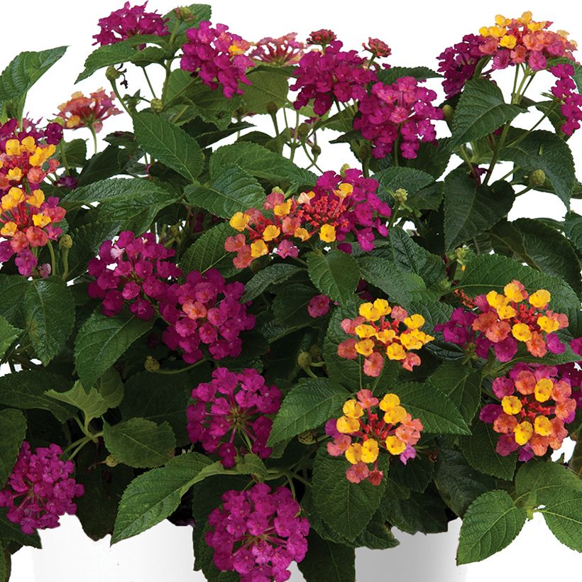Lantana camara Gem Diva Pink - West Indian Lantana (Flowering)