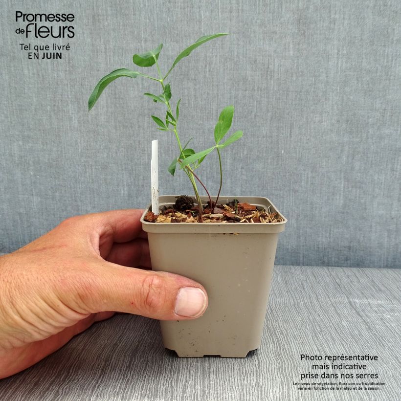 Laserpitium siler 8/9 cm pot sample as delivered in spring