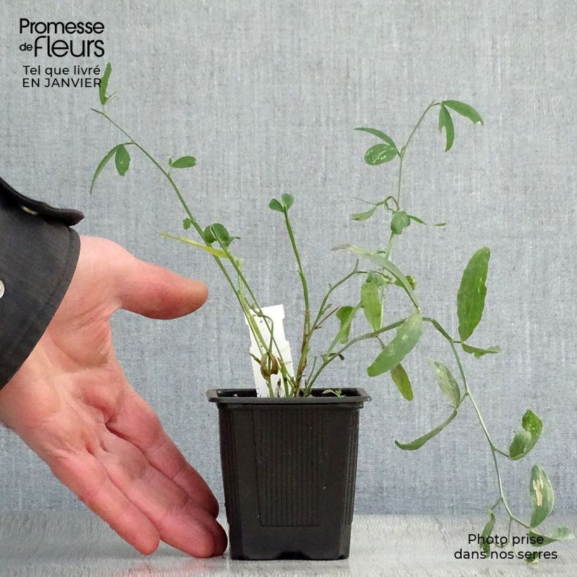 Lathyrus latifolius White Pearl - Broadleaf Sweetpea 8/9 cm pot sample as delivered in winter