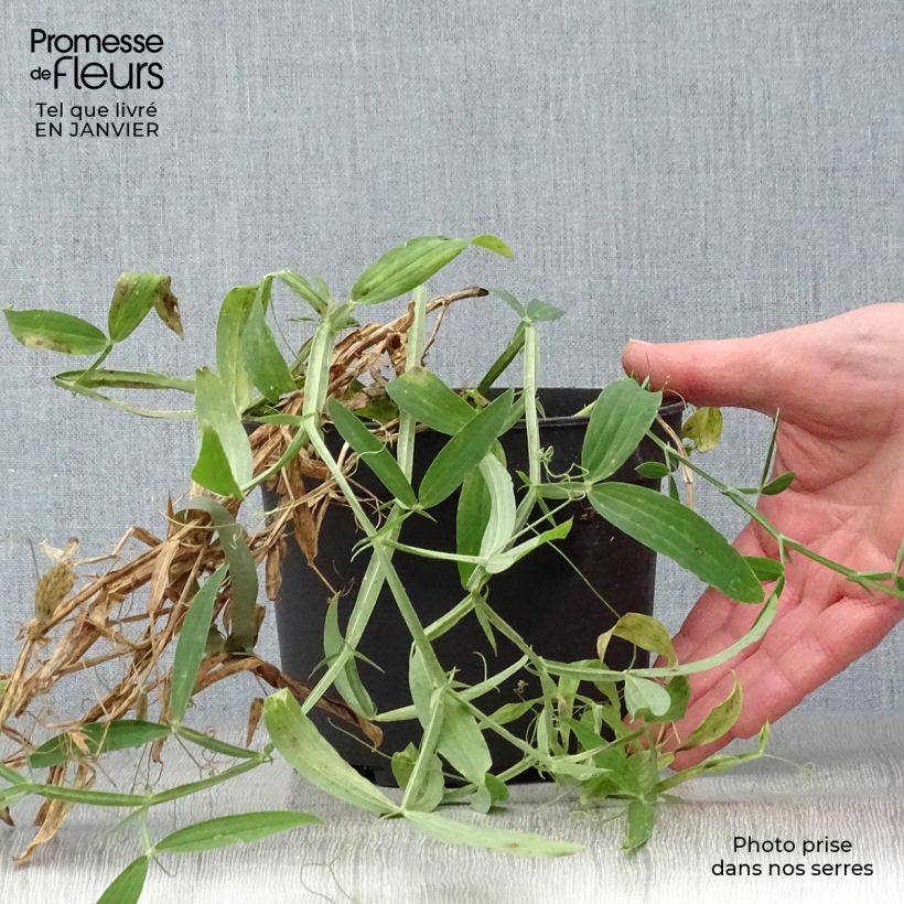 Lathyrus latifolius White Pearl - Broadleaf Sweetpea 2L/3L pot sample as delivered in winter