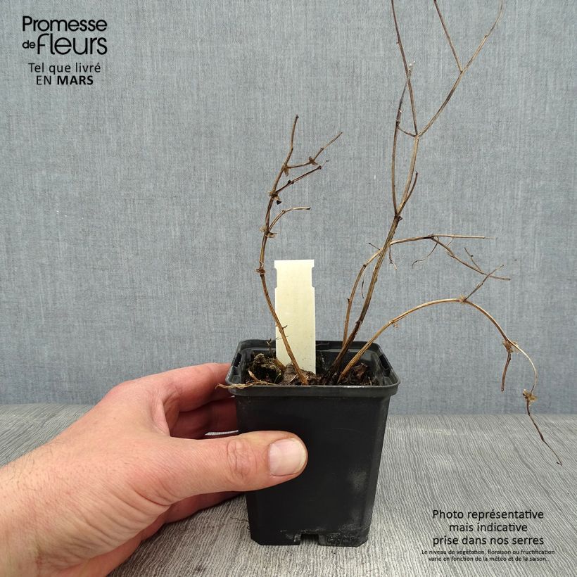 Lathyrus niger 8/9 cm pot sample as delivered in winter