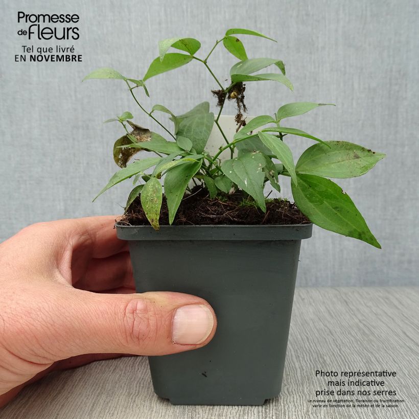 Lathyrus vernus 8/9 cm pot sample as delivered in autumn