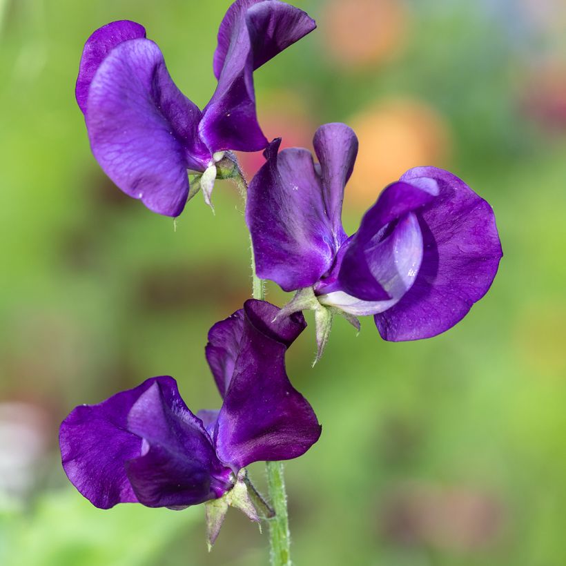 Lathyrus odoratus Blue Velvet - Sweet Pea Seeds (Flowering)