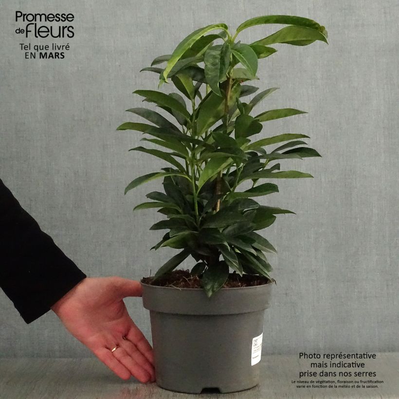 Prunus laurocerasus Genolia - Cherry Laurel 3L/4L pot sample as delivered in winter