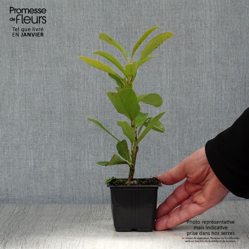 Prunus laurocerasus Fontanettes - Cherry Laurel 8/9 cm pot sample as delivered in winter