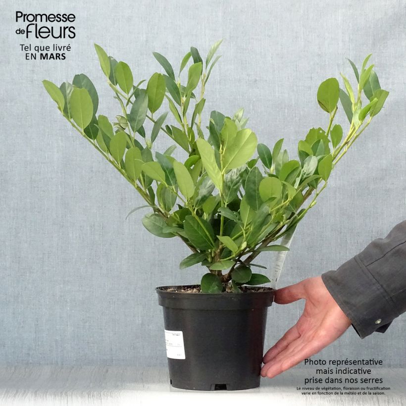 Prunus laurocerasus Mano - Cherry Laurel 2L/3L pot sample as delivered in spring