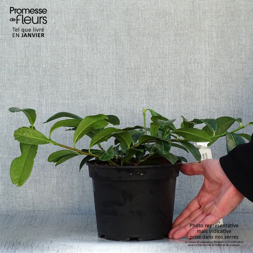 Prunus laurocerasus Mount Vernon - Cherry Laurel 2L/3L pot sample as delivered in winter