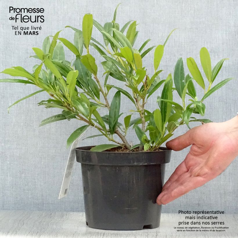 Prunus laurocerasus Zabeliana - Cherry Laurel 2L/3L pot sample as delivered in spring