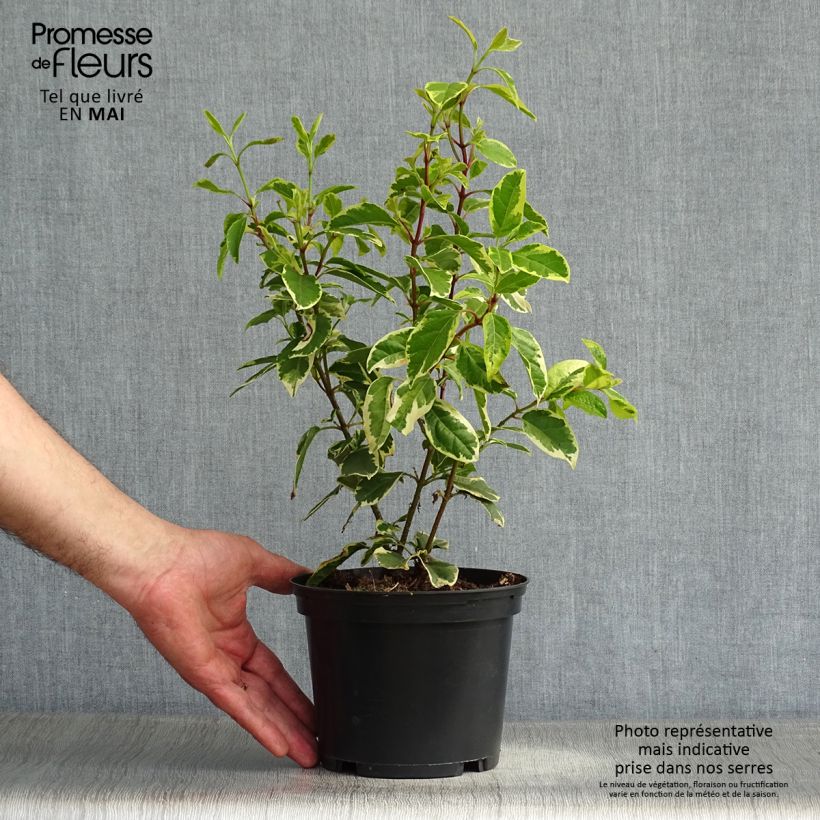 Viburnum tinus Variegatum 2L/3L pot sample as delivered in spring