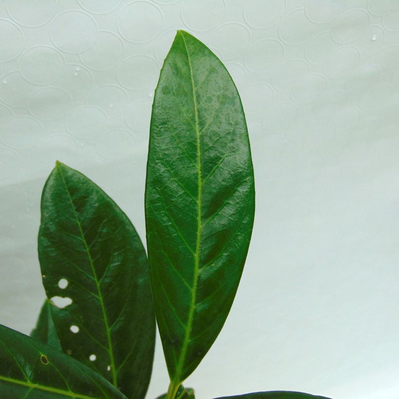 Prunus laurocerasus Caucasica - Caucasian Laurel (Foliage)