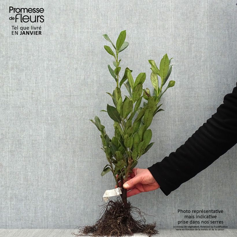 Prunus laurocerasus Caucasica - Caucasian Laurel Bare root sample as delivered in winter