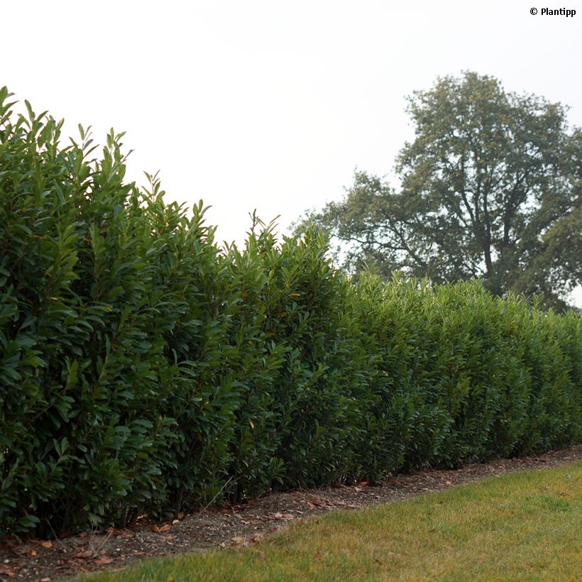 Prunus laurocerasus Elly - Cherry Laurel (Plant habit)