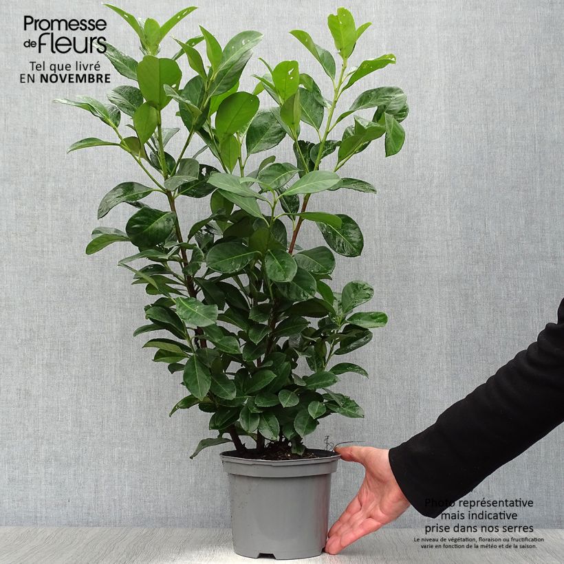 Prunus laurocerasus Etna- Cherry Laurel 2L/3L pot sample as delivered in autumn