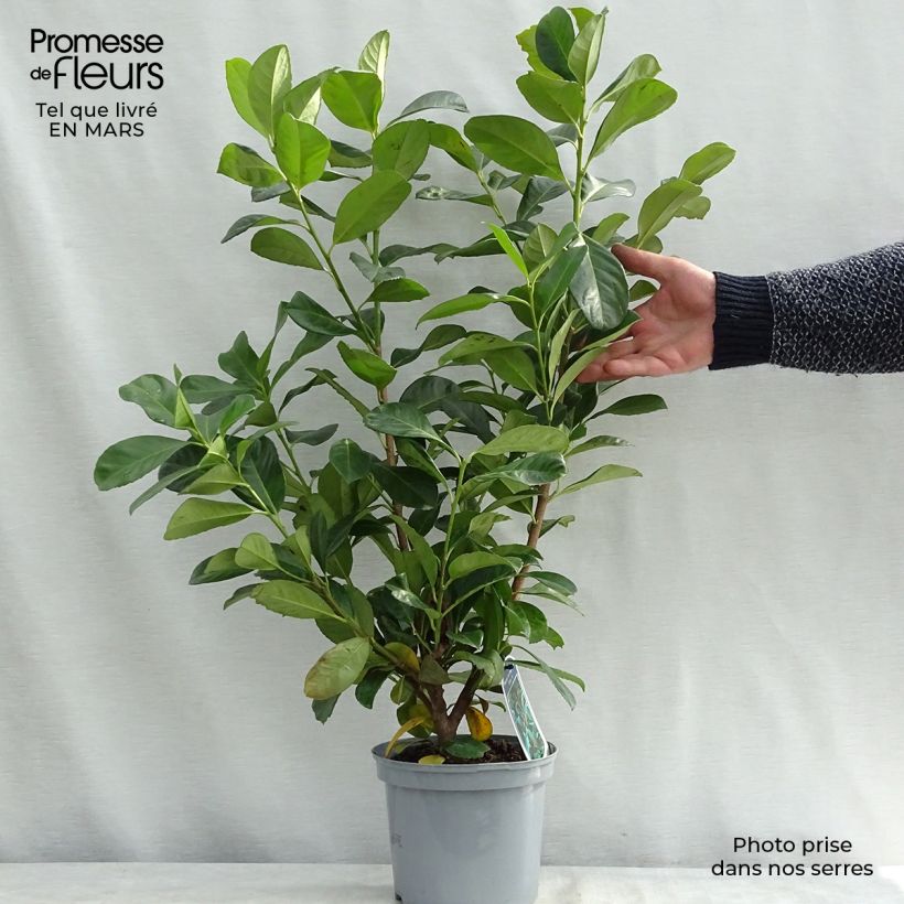 Prunus laurocerasus Etna- Cherry Laurel 2L/3L pot sample as delivered in winter