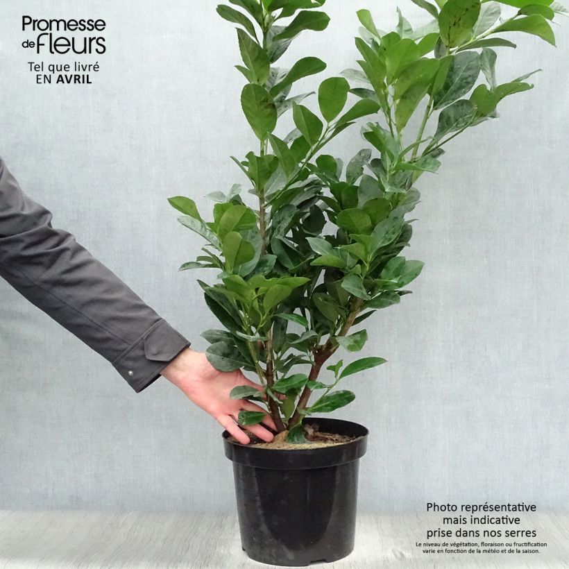 Prunus laurocerasus Etna- Cherry Laurel 4L/5L pot sample as delivered in spring