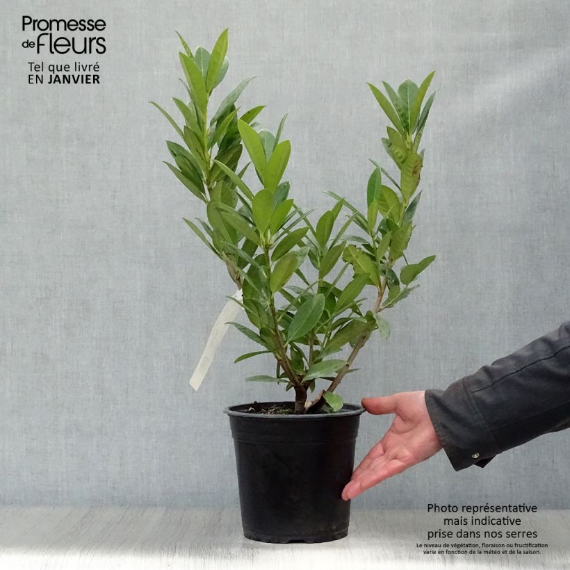 Prunus laurocerasus Greentorch - Cherry Laurel 3L/4L pot sample as delivered in winter