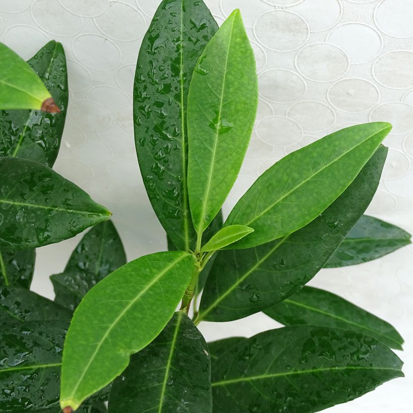 Prunus laurocerasus Herbergii- Cherry Laurel (Foliage)