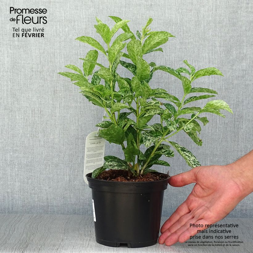 Prunus laurocerasus Marbled White - Cherry Laurel 2L/3L pot sample as delivered in autumn