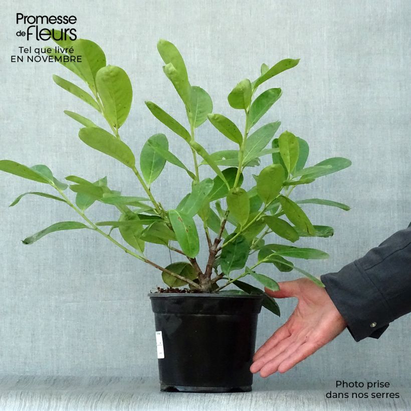 Prunus laurocerasus Novita- Cherry Laurel 2L/3L pot sample as delivered in autumn