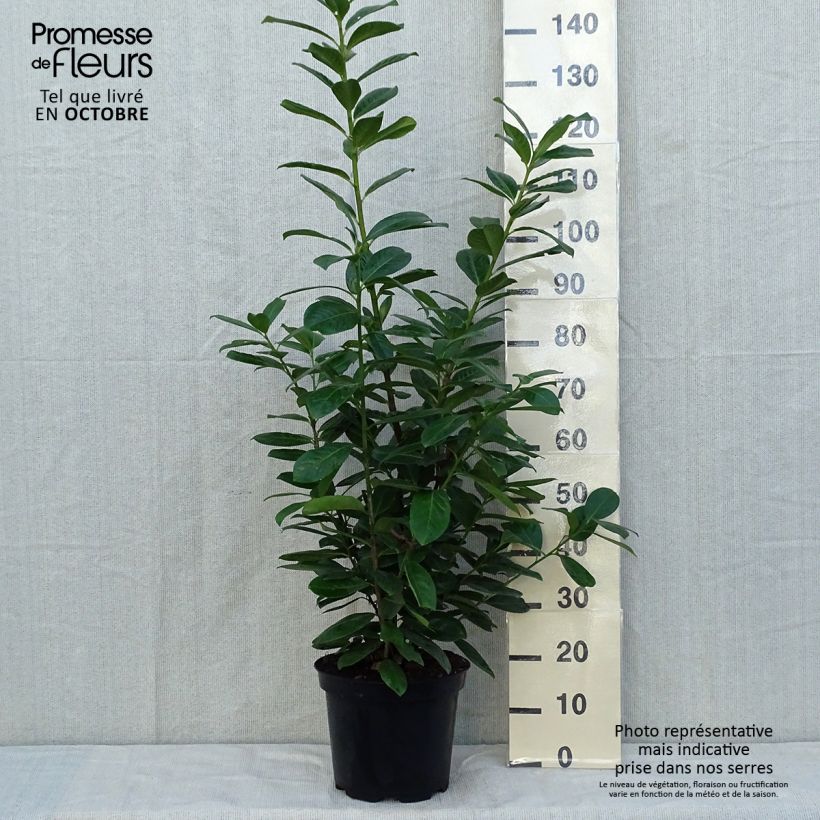 Prunus laurocerasus Novita- Cherry Laurel 7.5L/10L pot sample as delivered in autumn