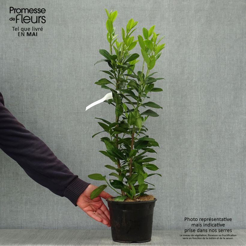Prunus laurocerasus Obelisk - Cherry Laurel 2L/3L pot sample as delivered in spring