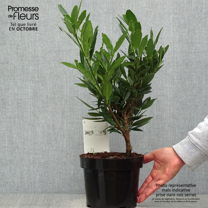 Prunus laurocerasus Otto Luyken - Cherry Laurel 2L/3L pot sample as delivered in autumn