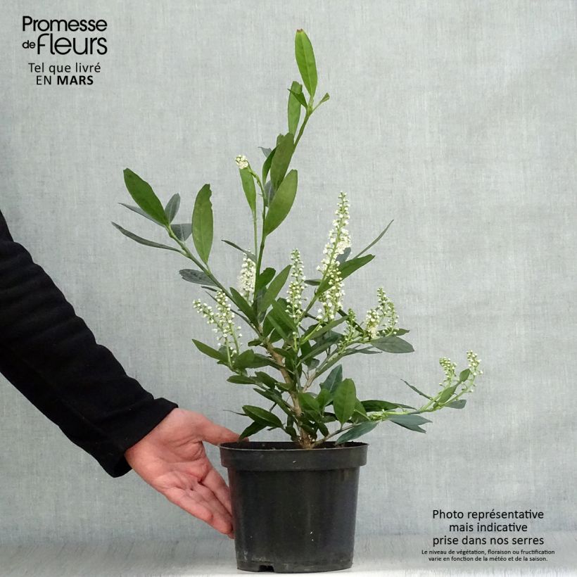 Prunus laurocerasus Otto Luyken - Cherry Laurel 2L/3L pot sample as delivered in spring