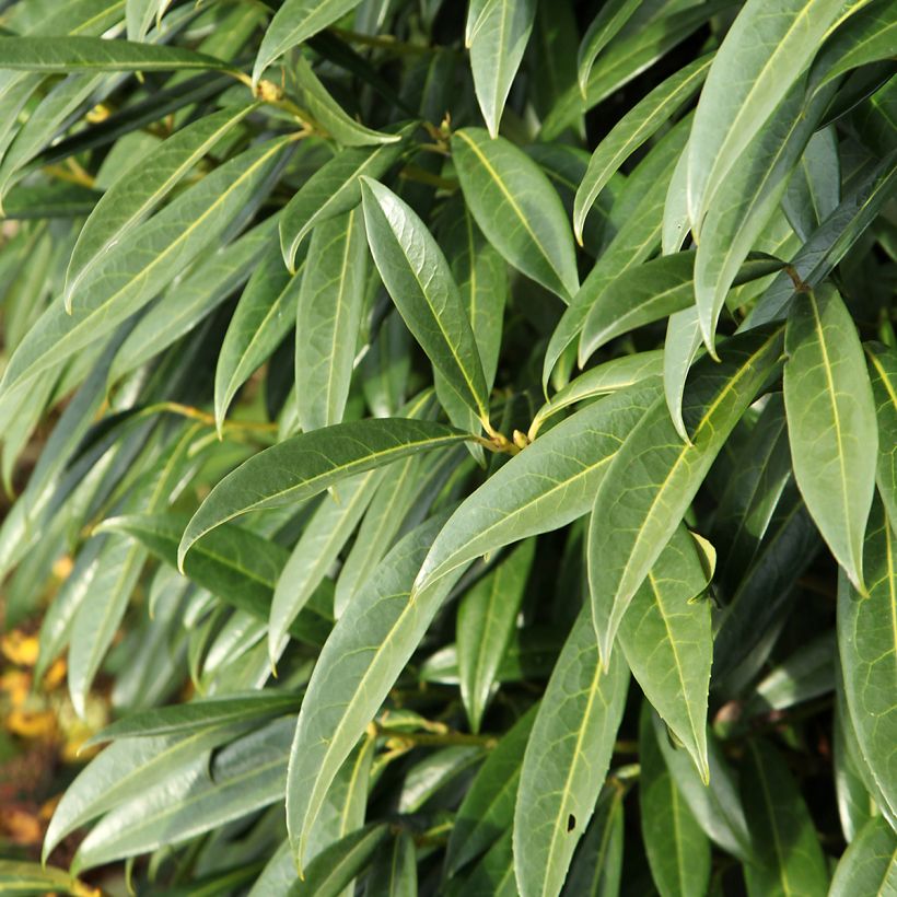 Prunus laurocerasus Otto Luyken - Cherry Laurel (Foliage)