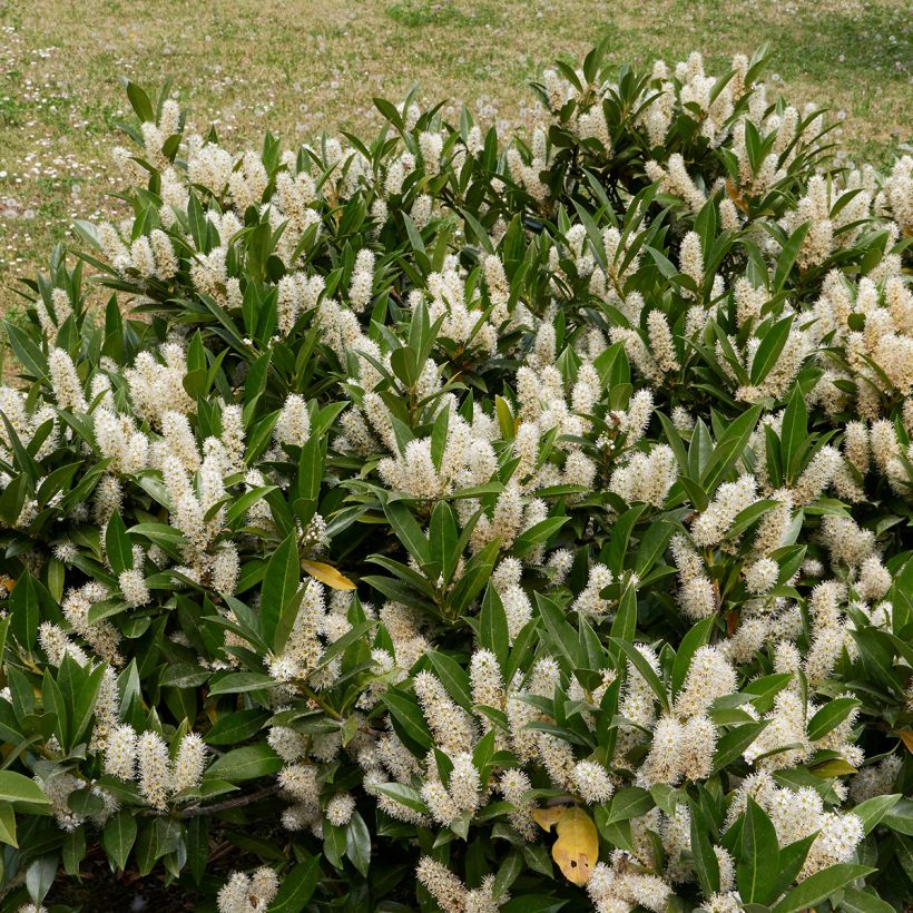 Prunus laurocerasus Otto Luyken - Cherry Laurel (Plant habit)