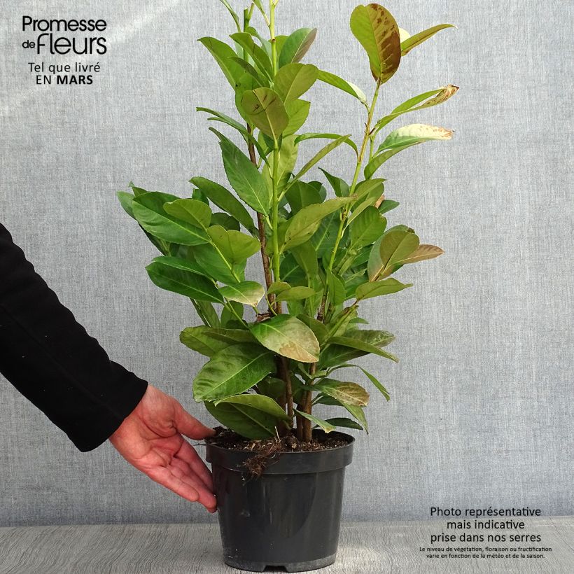Prunus laurocerasus - Cherry Laurel 3L/4L pot sample as delivered in winter