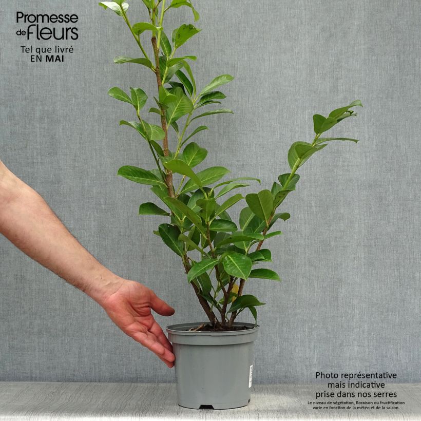 Prunus laurocerasus - Cherry Laurel 3L/4L pot sample as delivered in spring